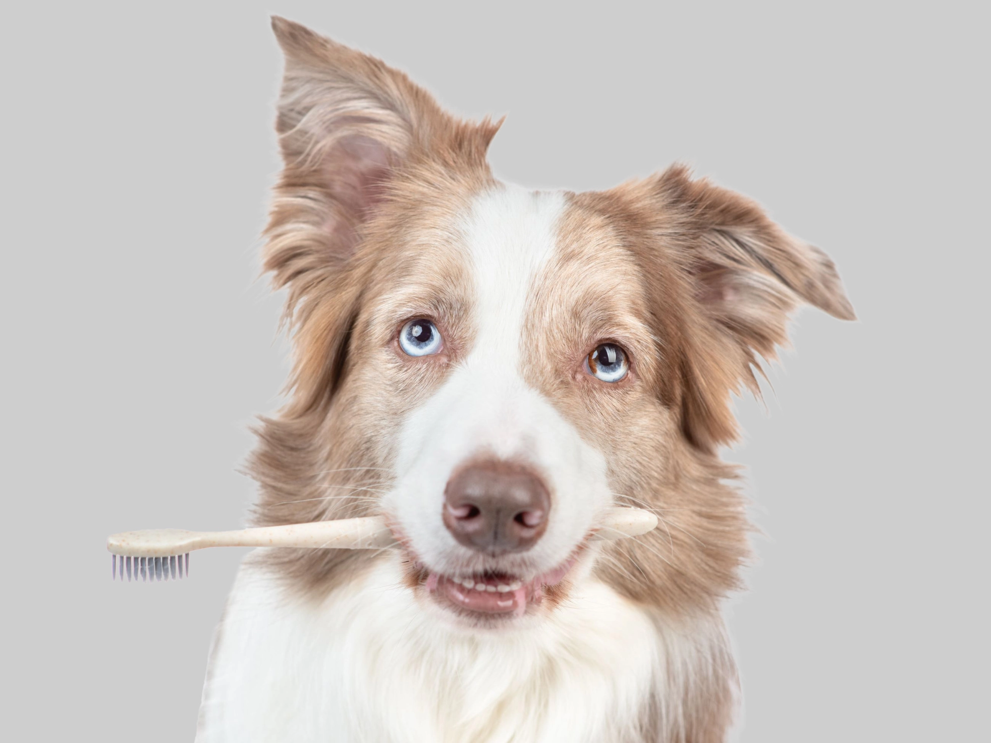 Hondensnacks die het gebit verzorgen | Voskes