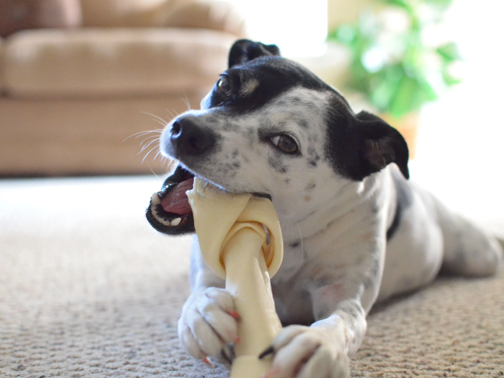 Hondensnacks maken gelukkig | Voskes