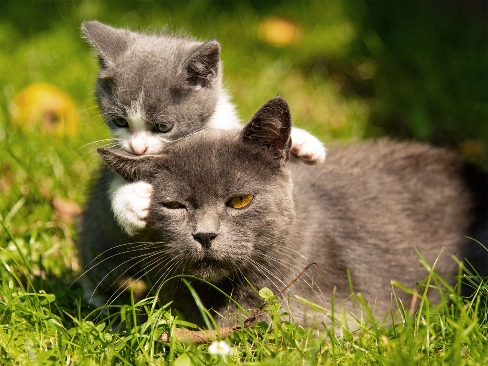 Voordelen van kattensnoepjes | Voskes